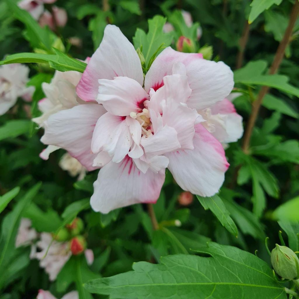 Garten-Hibiscus Leopoldii - Hibiscus syriacus