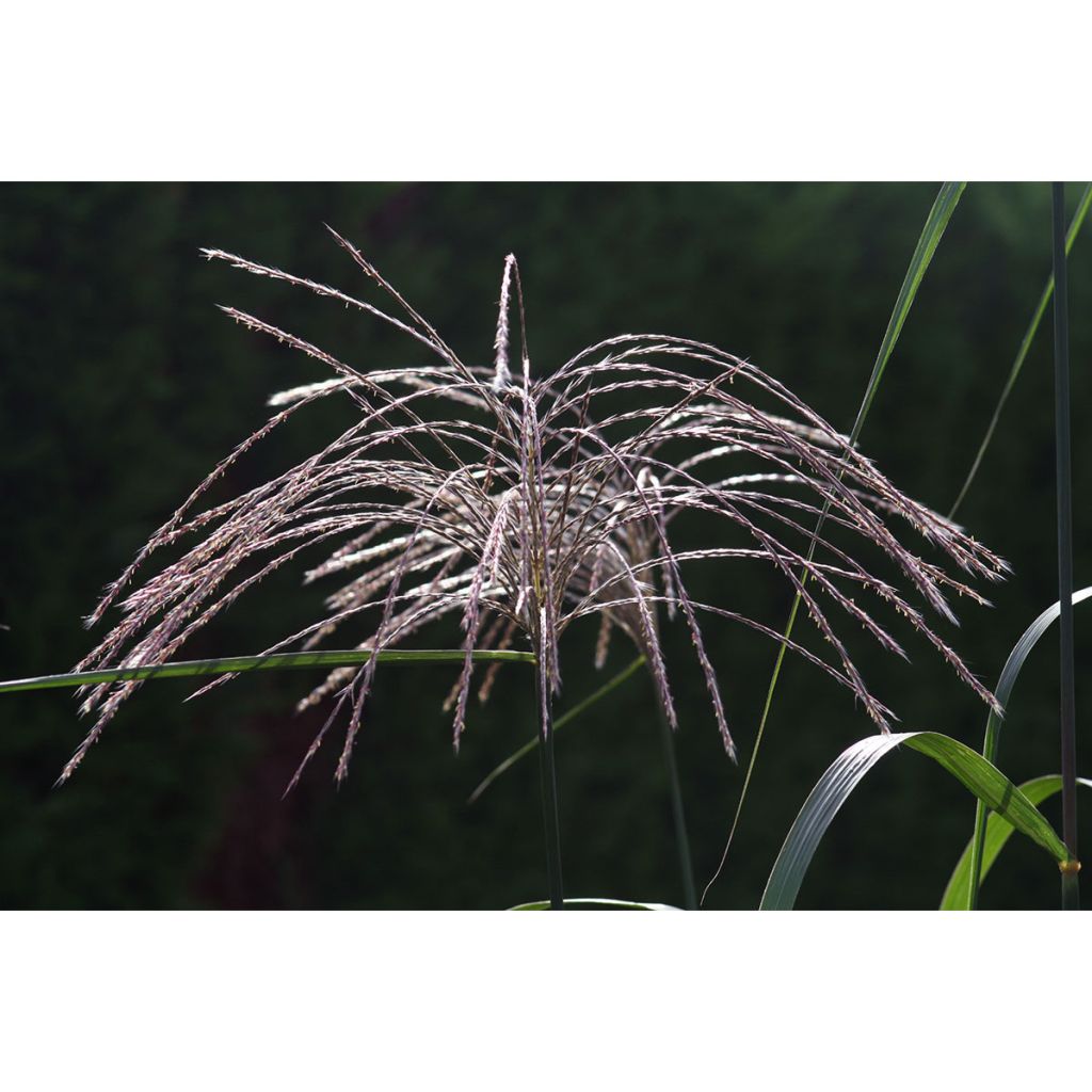 Riesen-Chinaschilf - Miscanthus giganteus