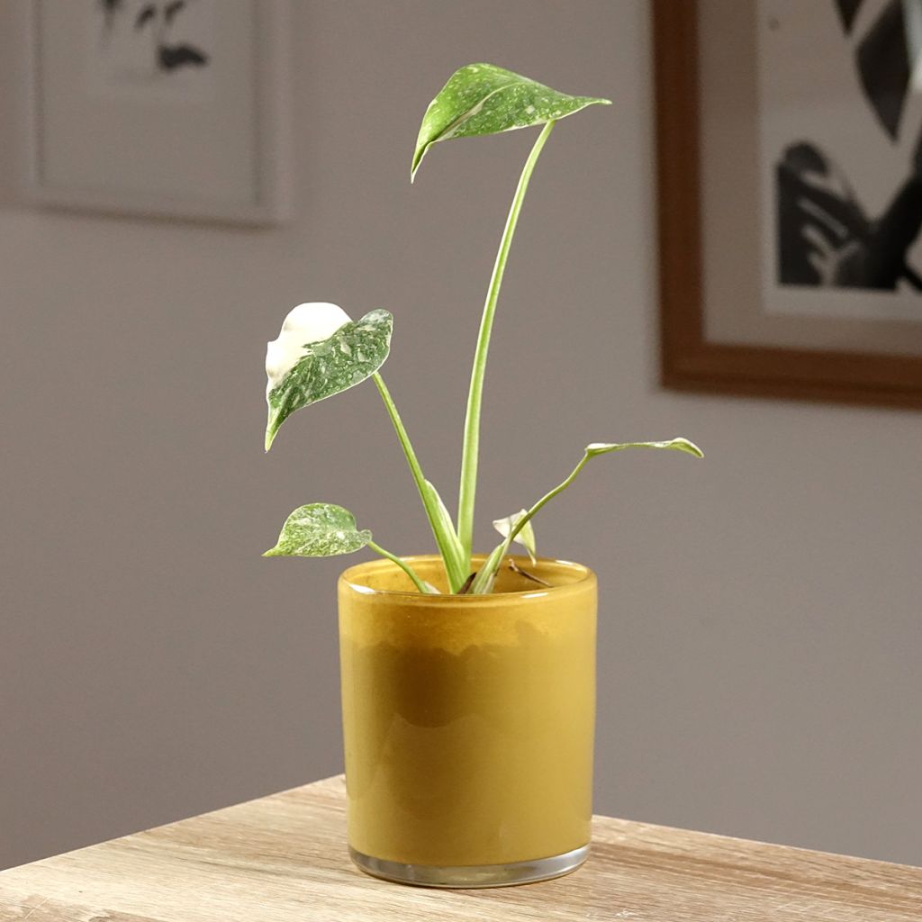 Monstera Thai Constellation - Fensterblatt