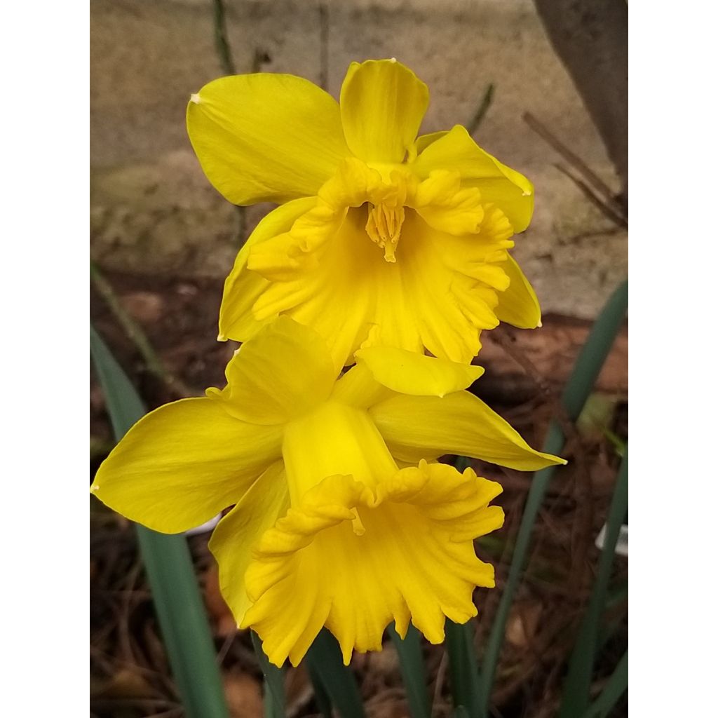 Narcissus Dutch Master