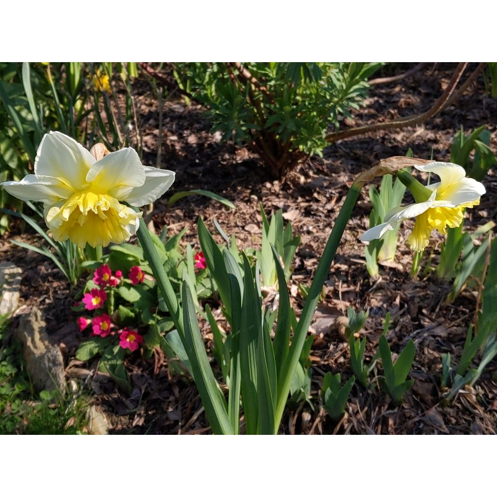 Narcissus Ice King