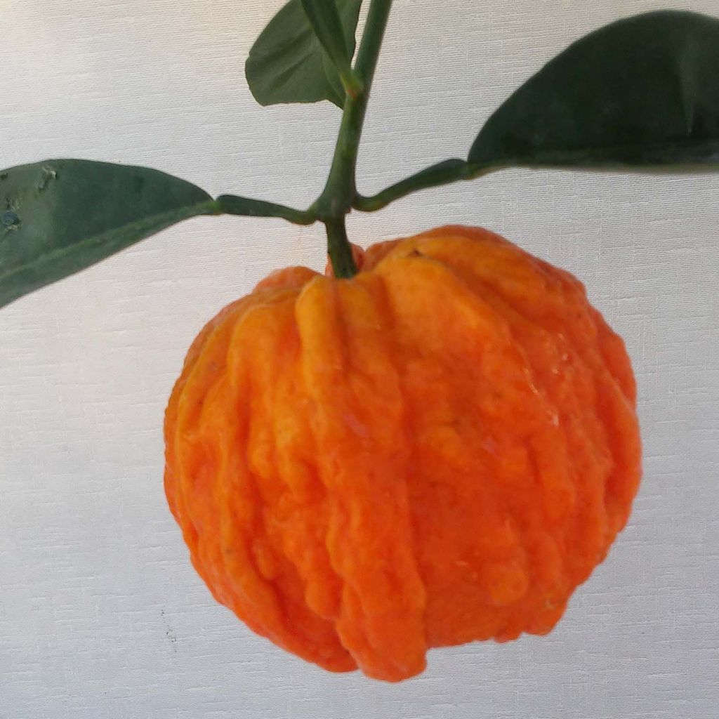 Hybride Orange Corrugata - Citrus sinensis x aurantium