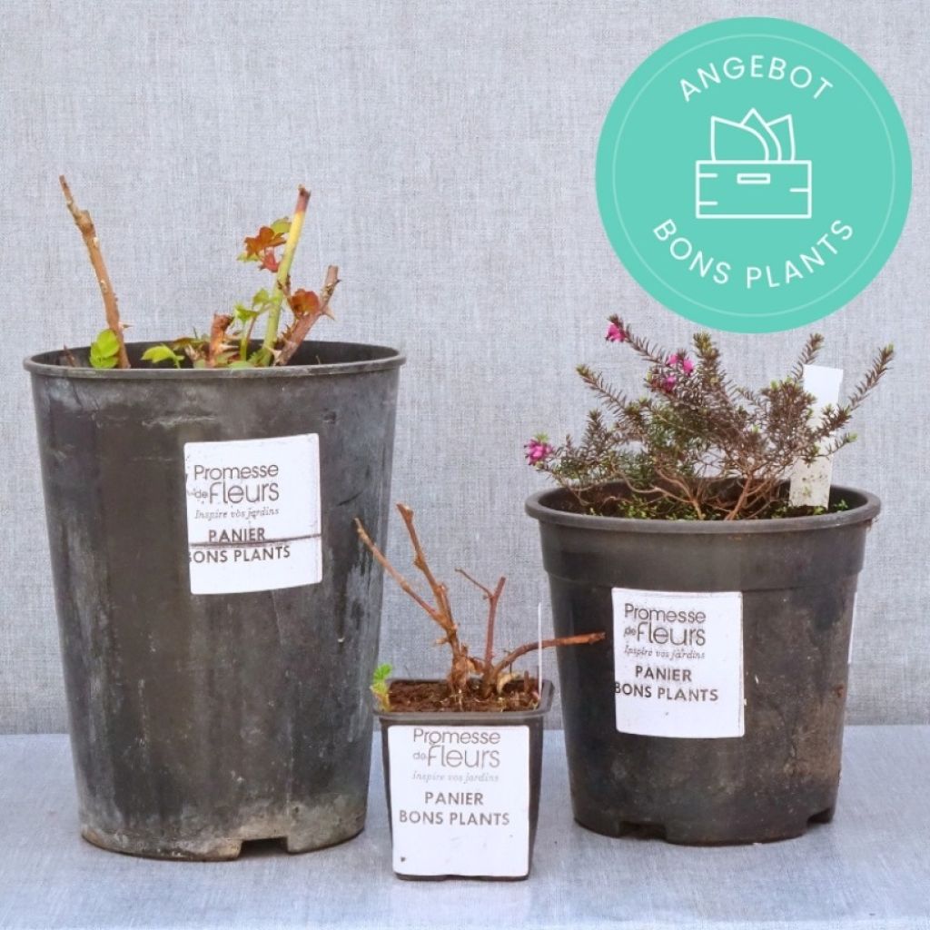 Pflanzkorb für Setzlinge