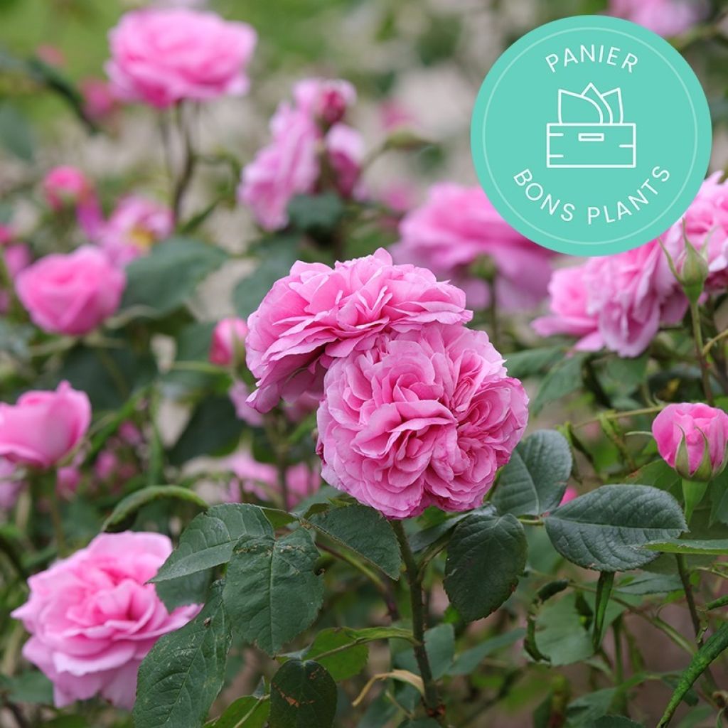 Die Rosen Anti-Verschwendungs-Körbe von Promesse de fleurs