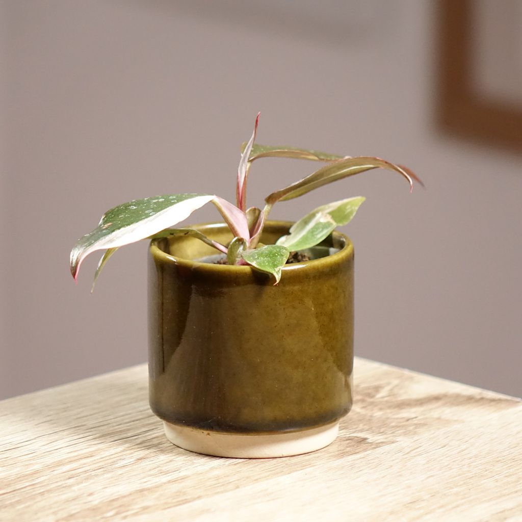 Philodendron Red Anderson - Baumfreund