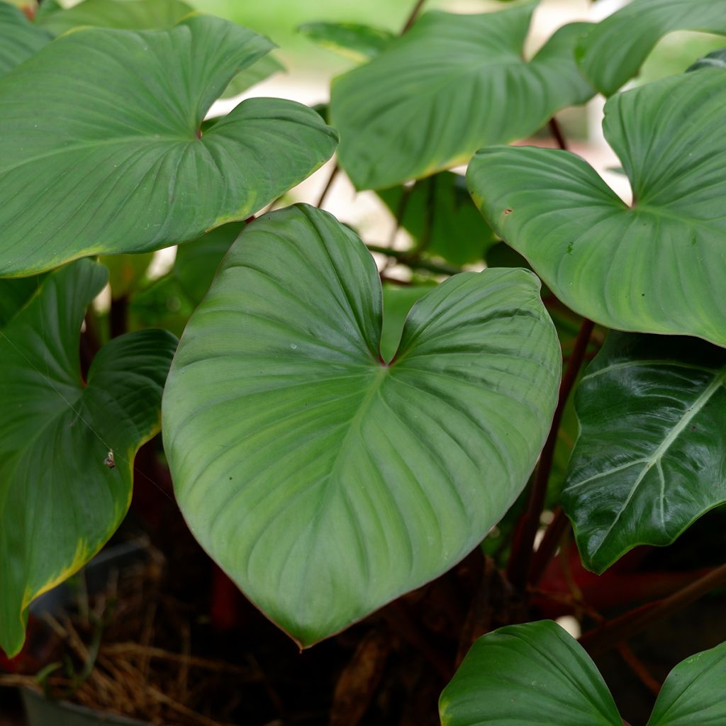 Philodendron squamiferum x serpens - Baumfreund