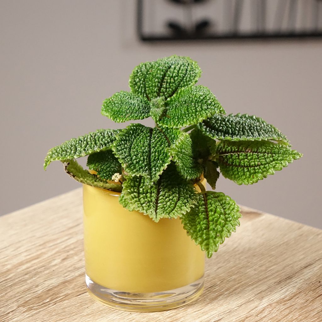 Pilea Moon Valley - Ufopflanze