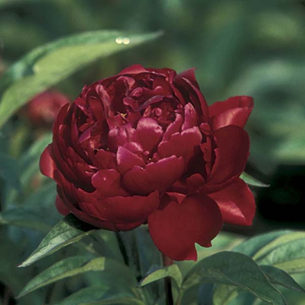 Paeonia lactiflora Peter Brand - Edel-Pfingstrosen