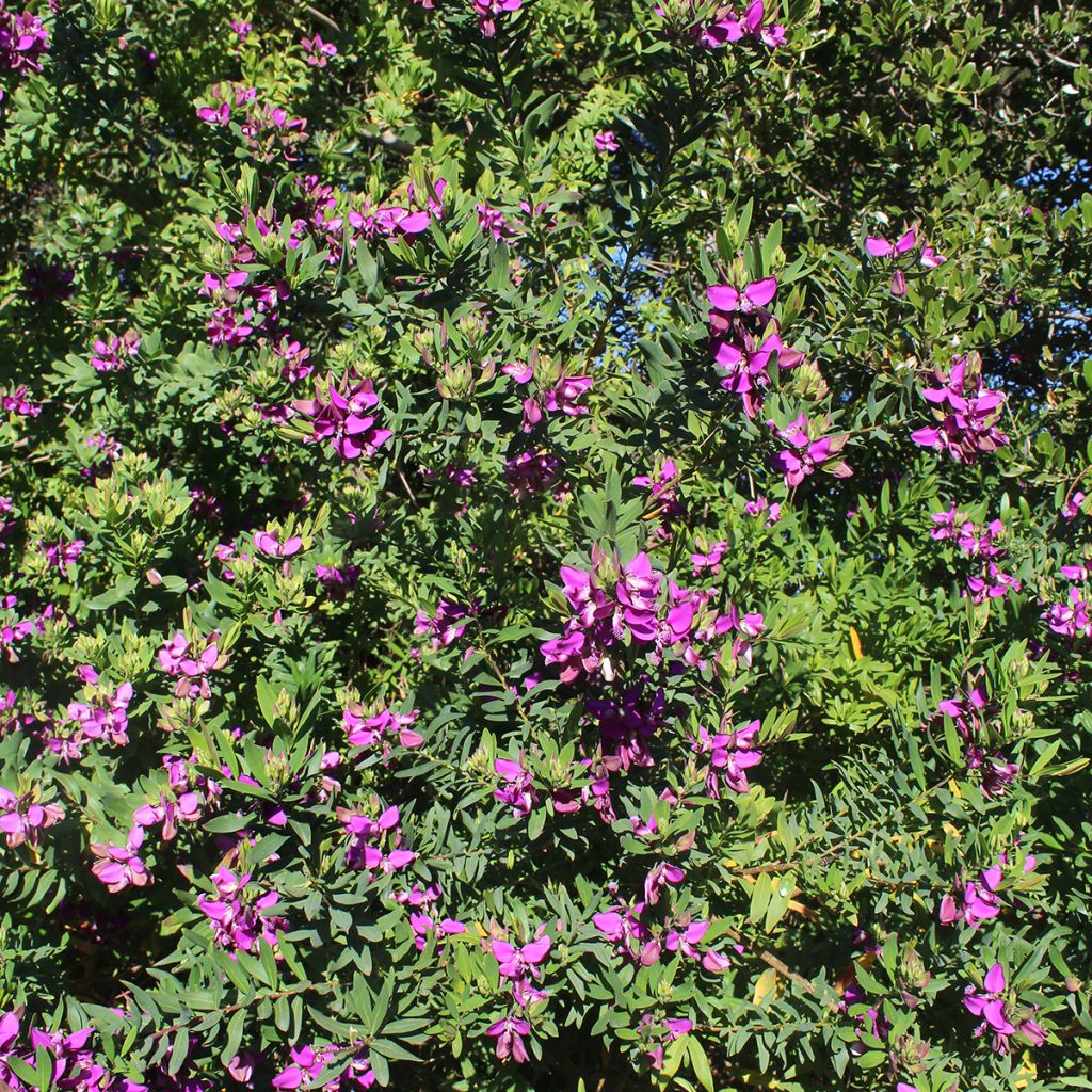 Polygala myrtifolia - Kreuzblume