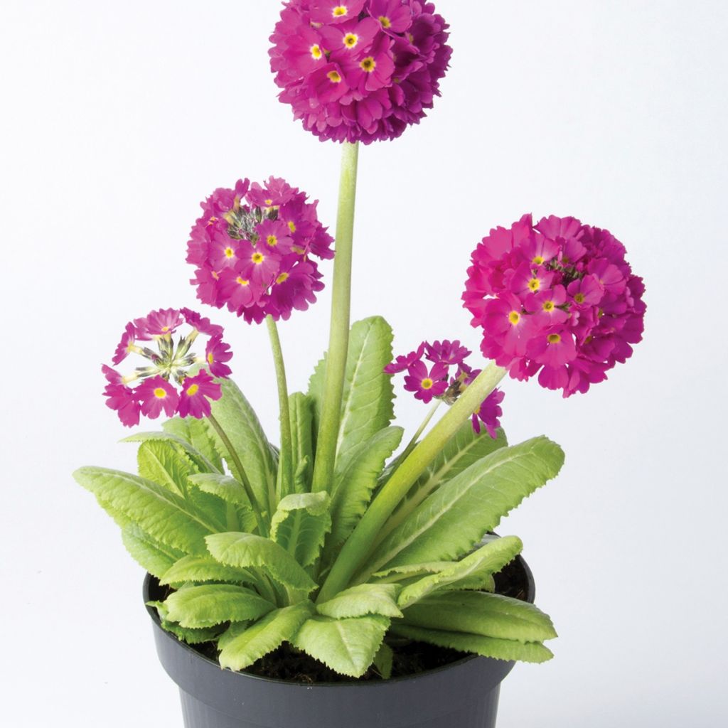 Primevère Prom Deep Rose - Primula denticulata