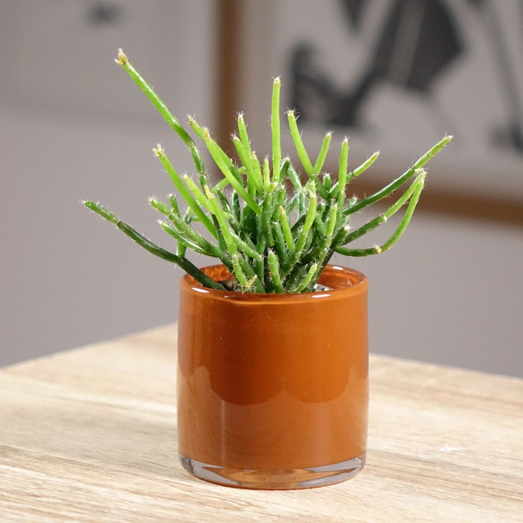 Rhipsalis burchellii - Korallenkaktus