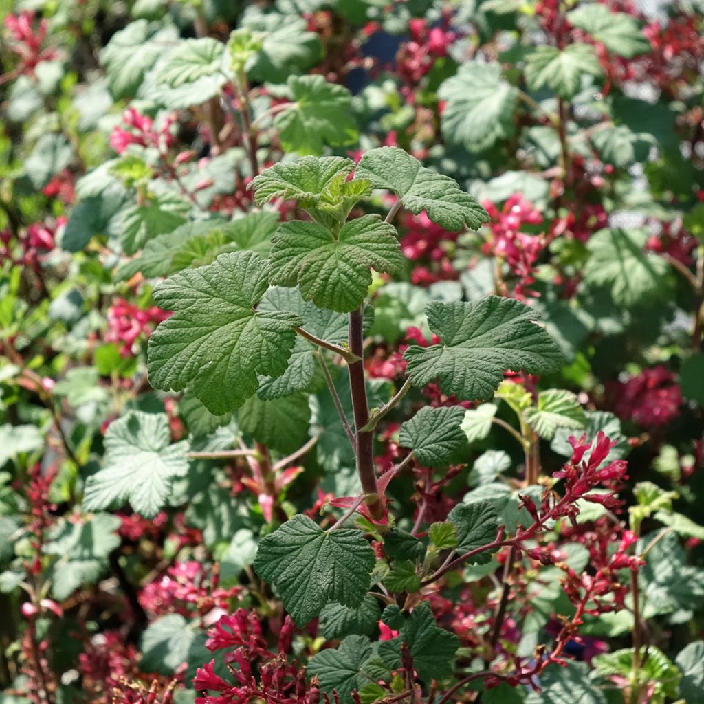 Blut-Johannisbeere Johannie PinkPomp - Ribes sanguineum