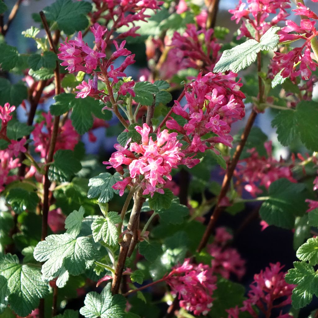 Blut-Johannisbeere Johannie PinkPomp - Ribes sanguineum
