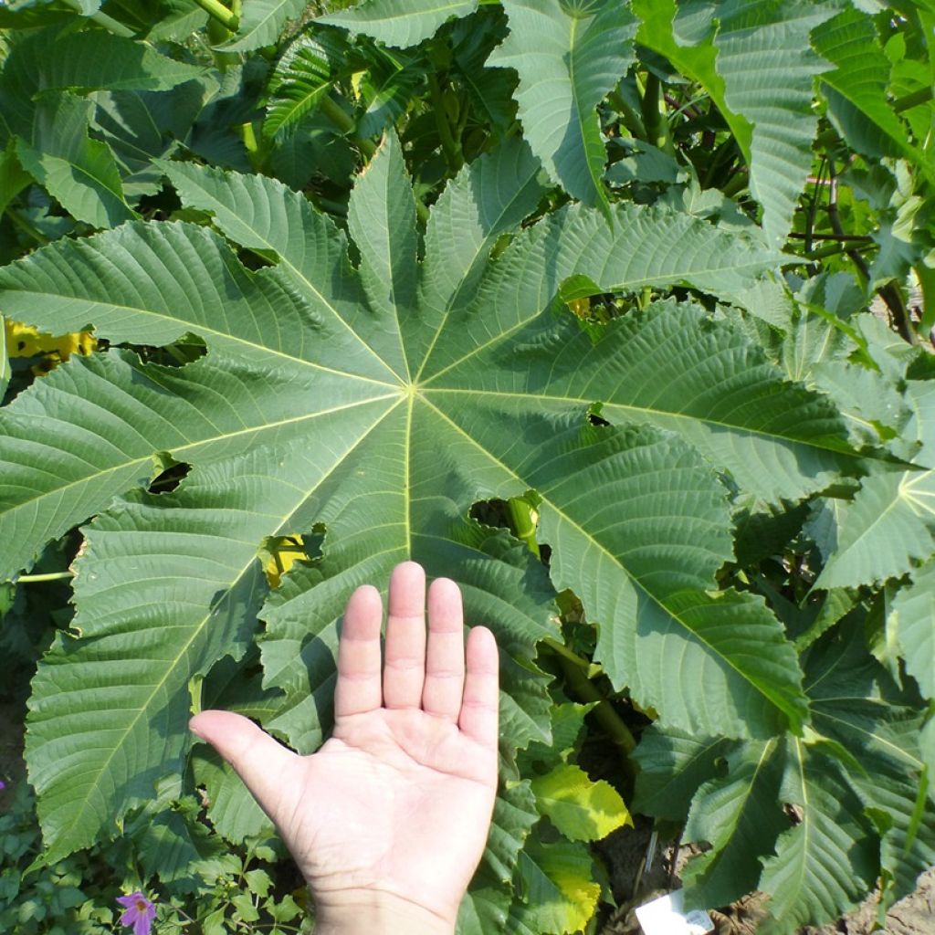 Ricinus communis (Samen) - Rizinus
