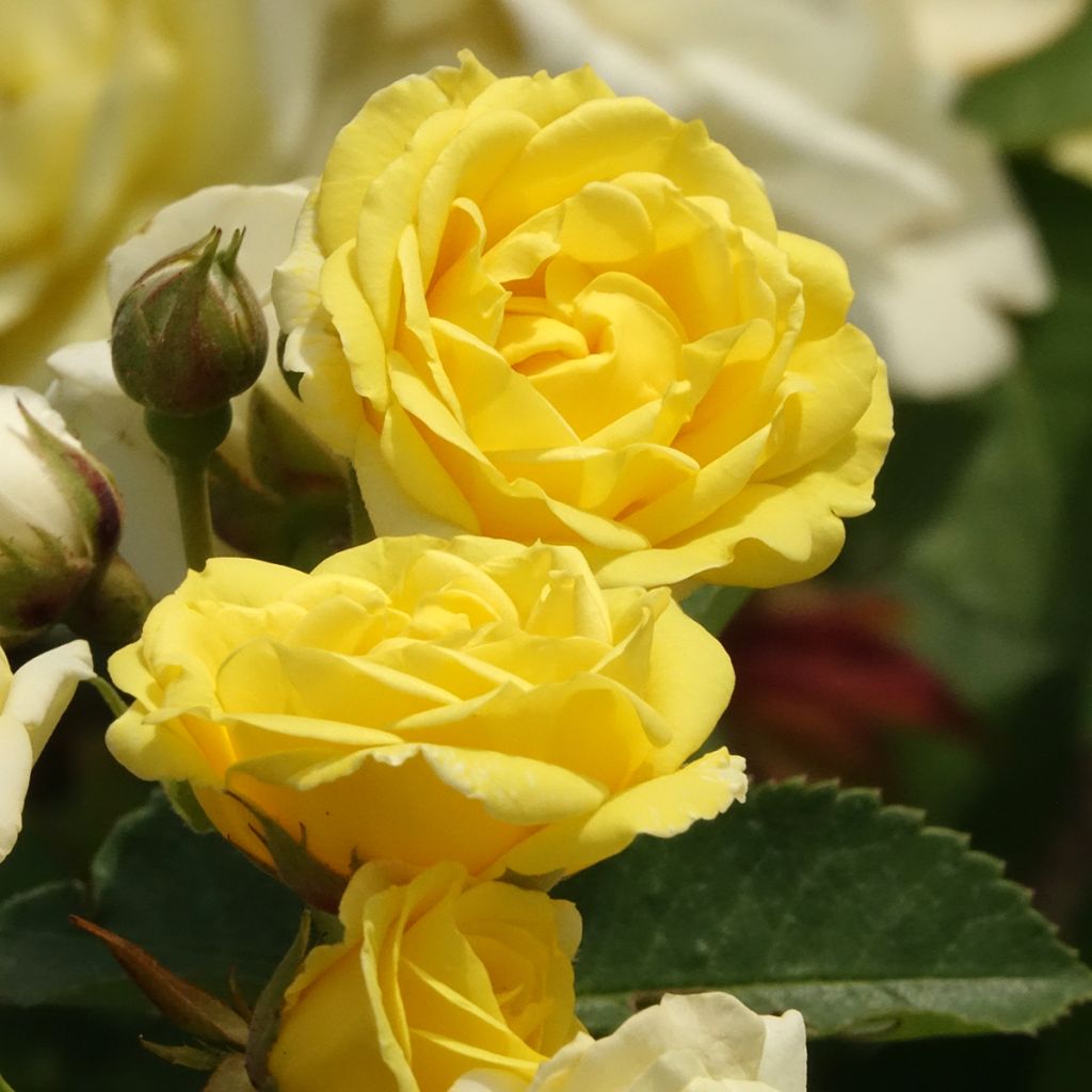 Rosa Golden Border - Beetrose