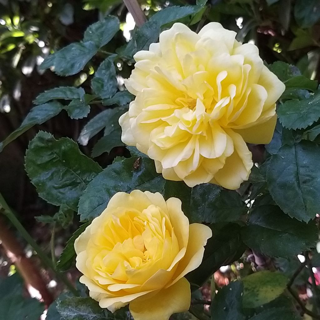 Rosa Anny Duperey - Beetrose