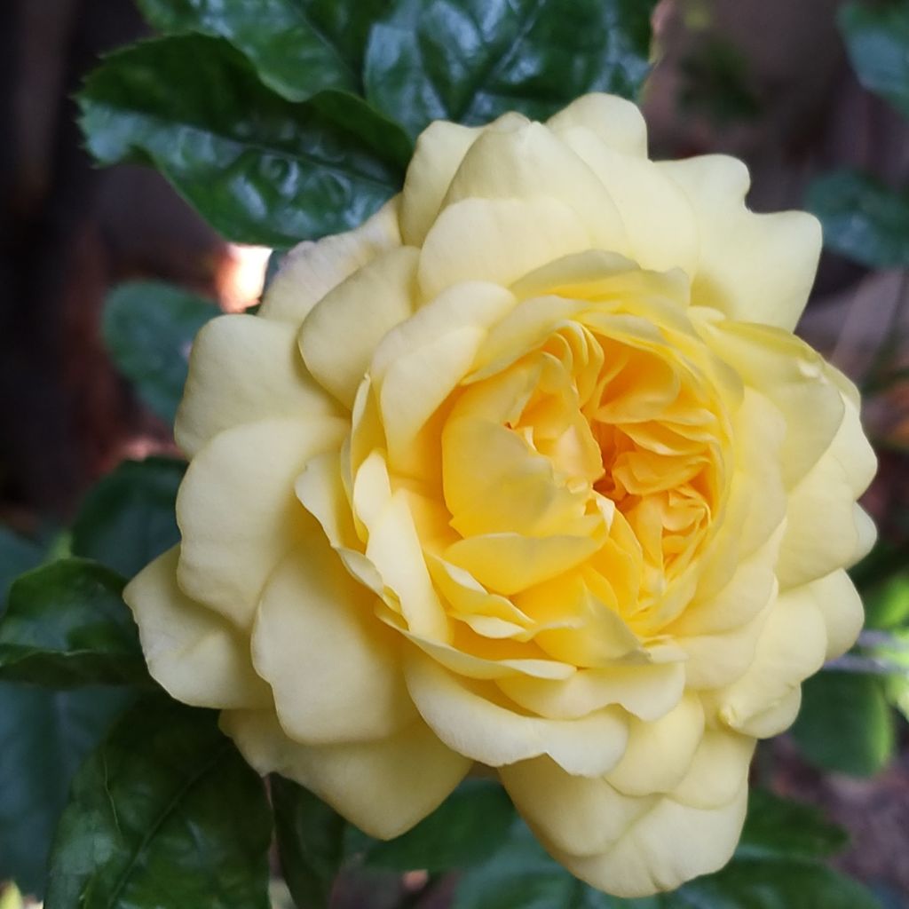 Rosa Anny Duperey - Beetrose
