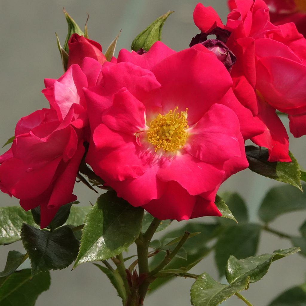 Rosa Garance VEL13fmela - Beetrose