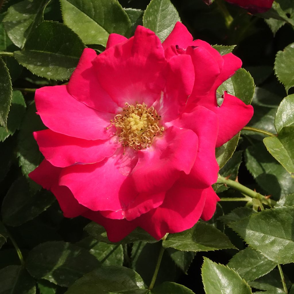 Rosa Garance VEL13fmela - Beetrose