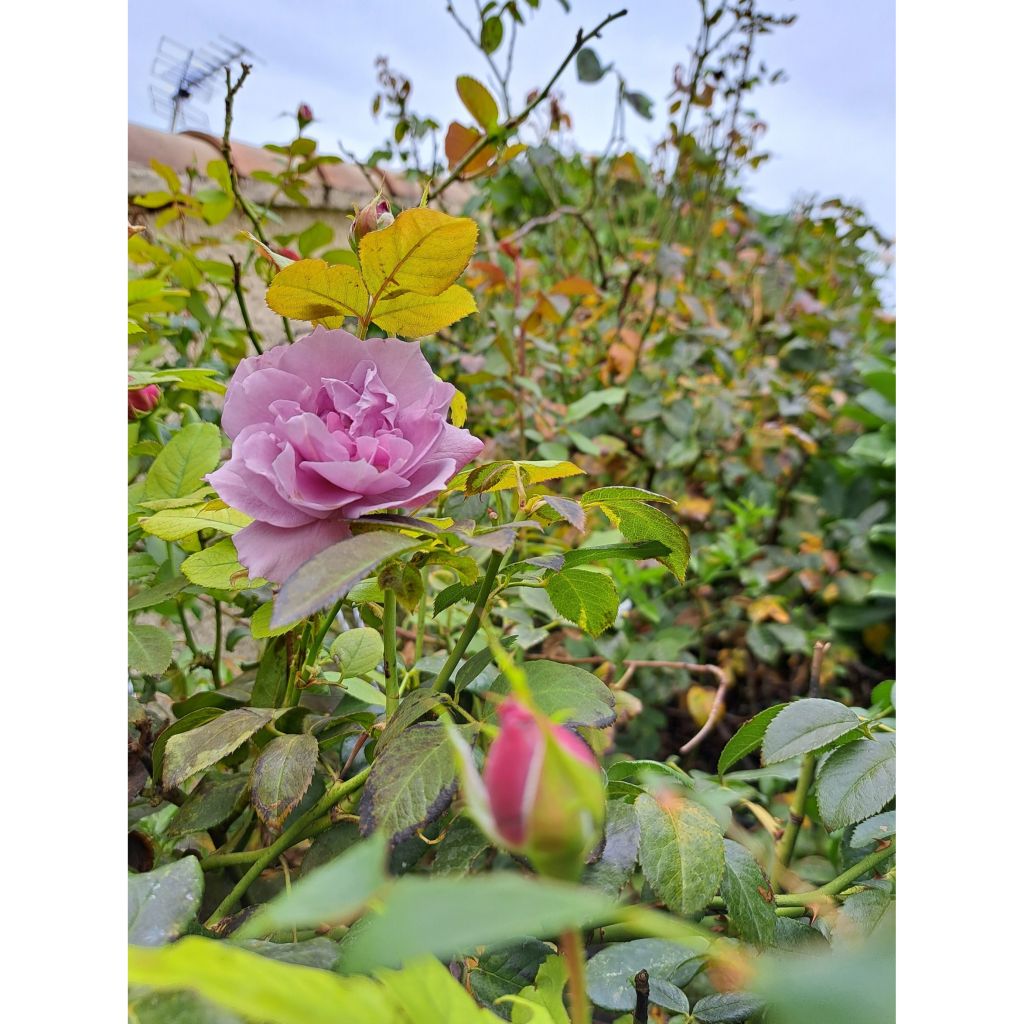 Rosa Novalis - Beetrose