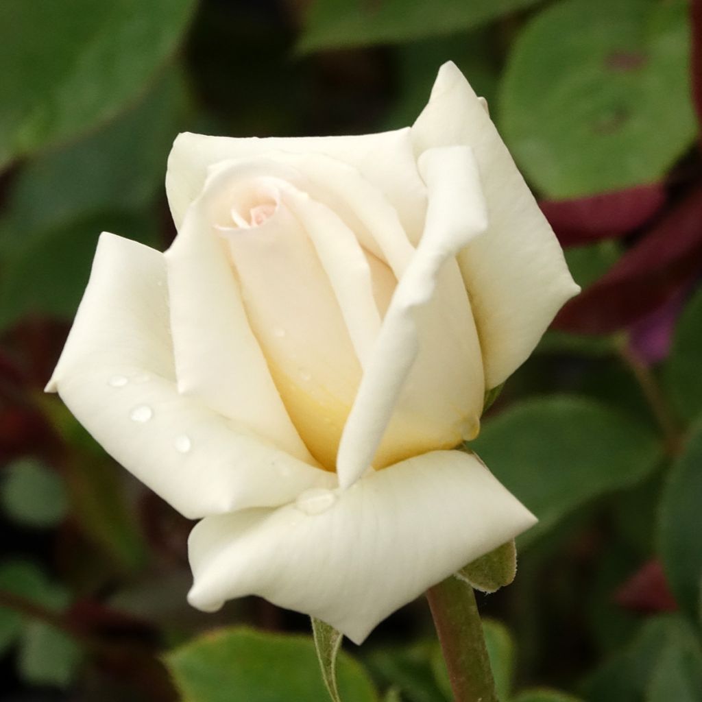 Rosa Anggun Meibokir - Edelrose