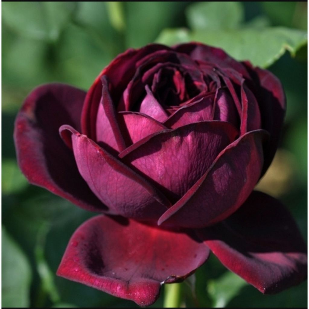 Rosa Astrid Gräfin von Hardenberg - Edelrose