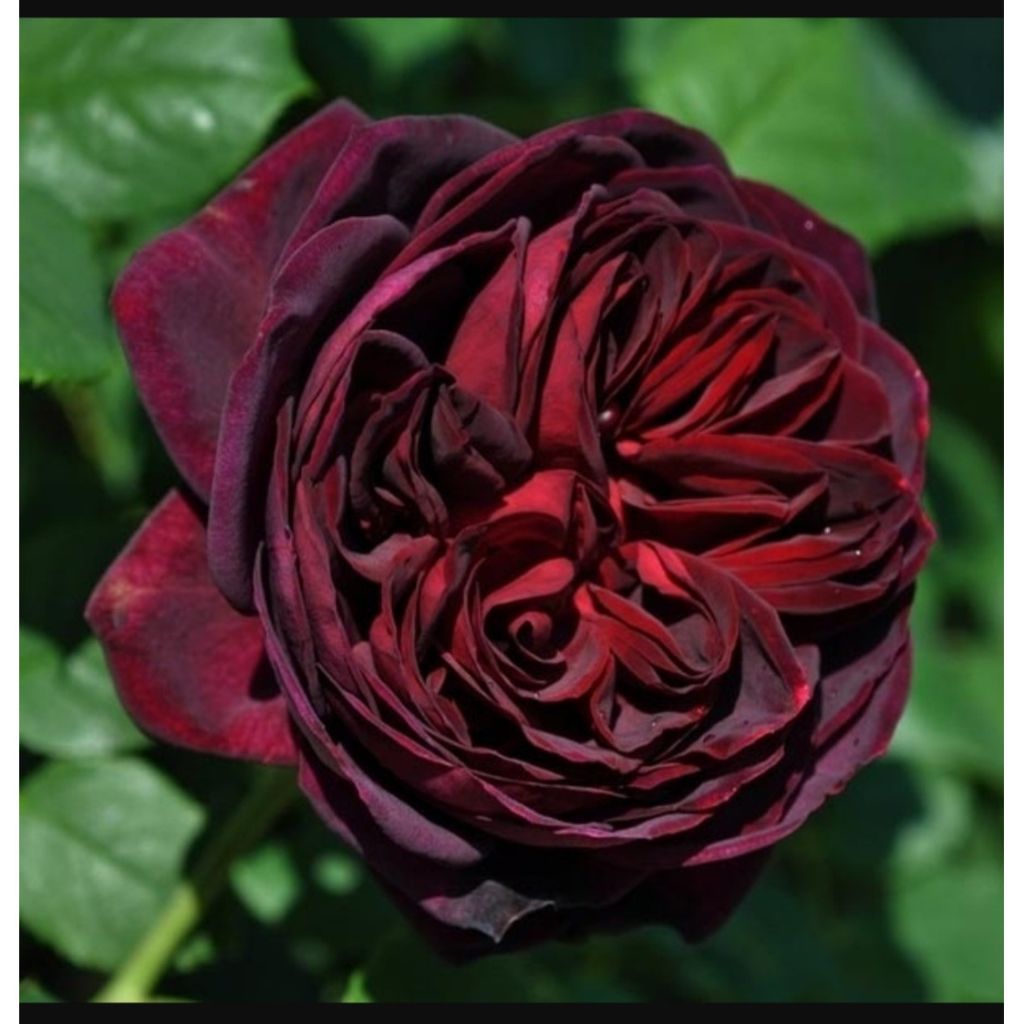 Rosa Astrid Gräfin von Hardenberg - Edelrose