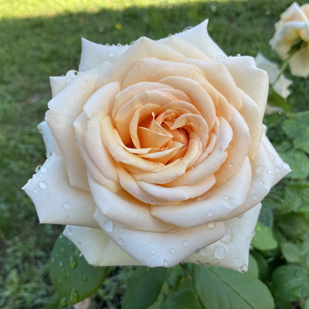 Rosa Courage - Edelrose