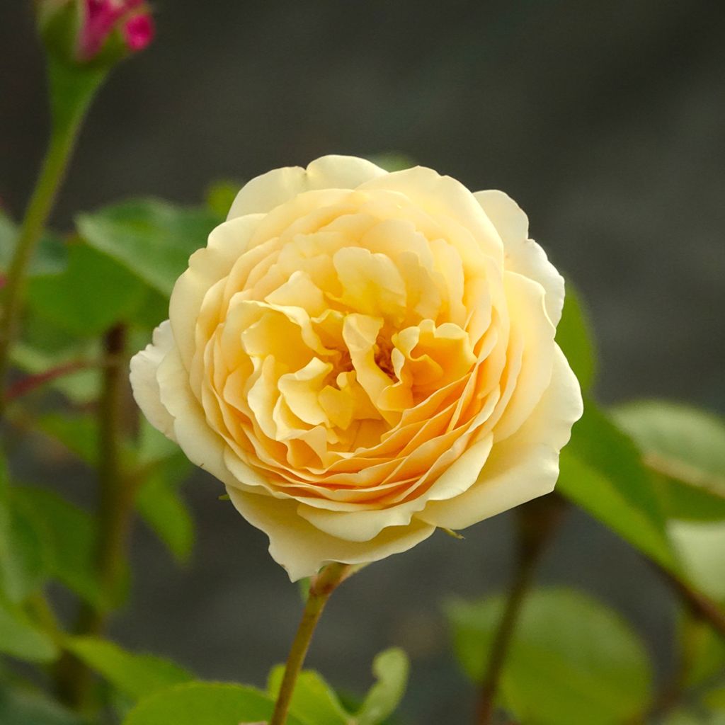 Rosa Fragrant old yellow - Historische Rose