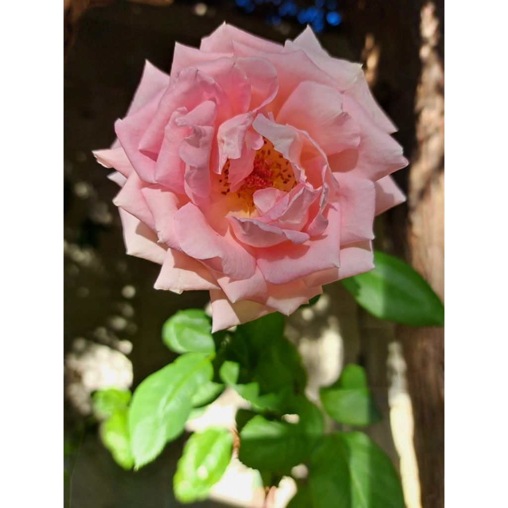 Rosa Gérard Depardieu - Edelrose