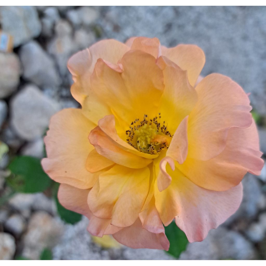 Rosa Ibiza - Edelrose