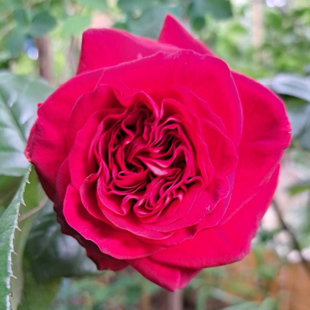 Rosa La rose Monsieur - Edelrose