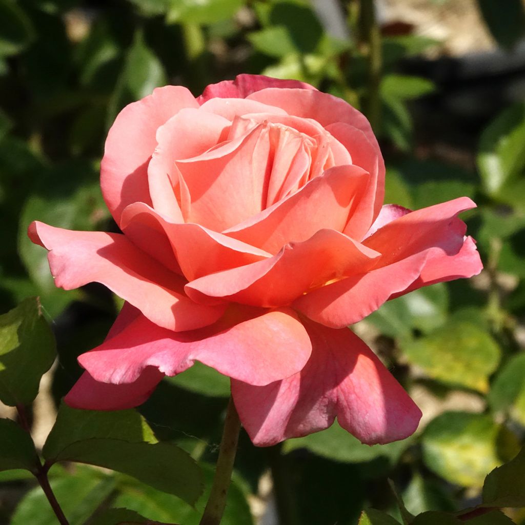 Rosa Mademoiselle Meilland - Edelrose