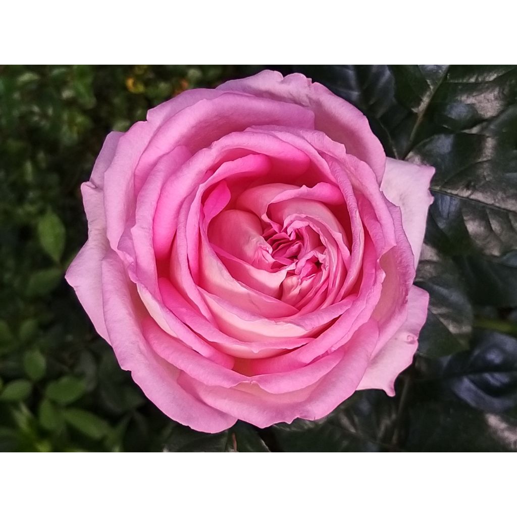Rosa Ragazza Adalekov - Edelrose