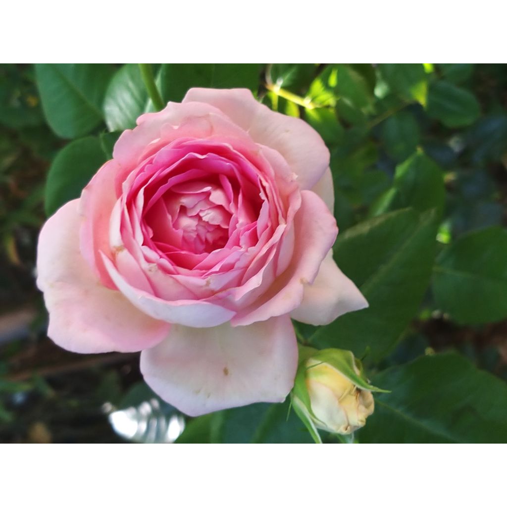 Rosa Ragazza Adalekov - Edelrose