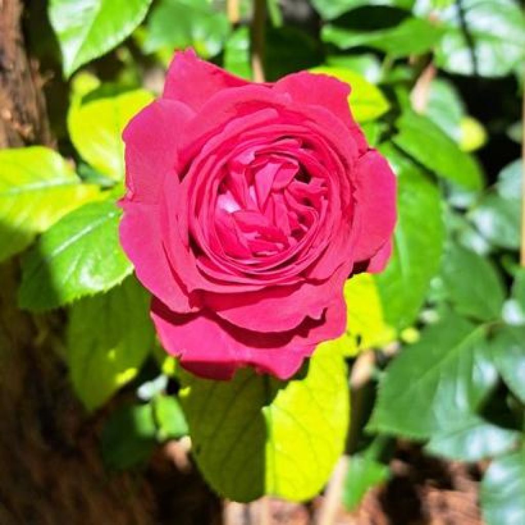 Rosa Rose Clos Vougeot - Edelrose