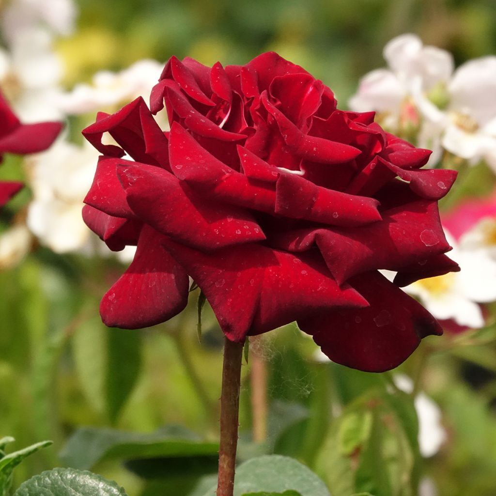 Rosa Schwarze Madonna - Edelrose