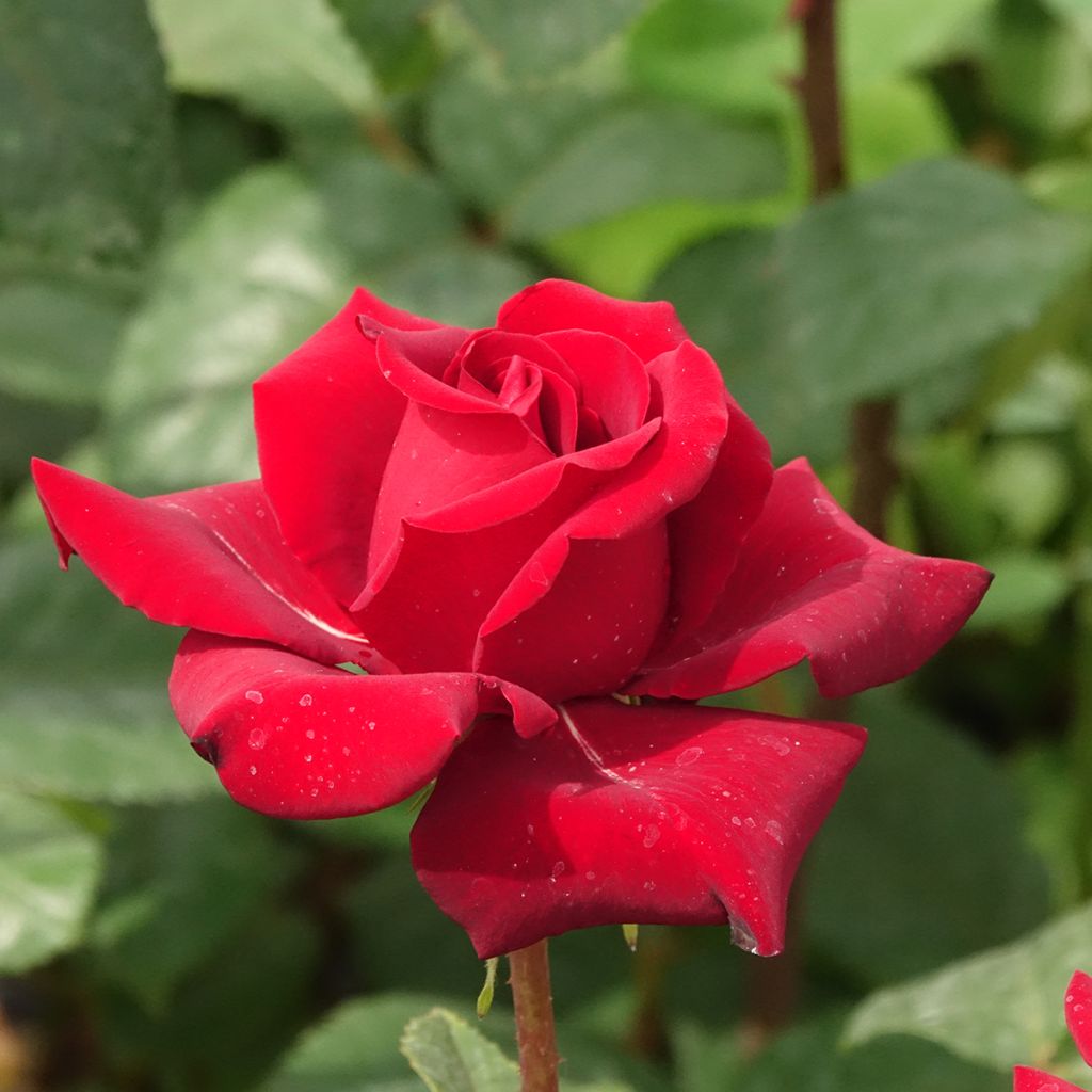 Rosa Schwarze Madonna - Edelrose