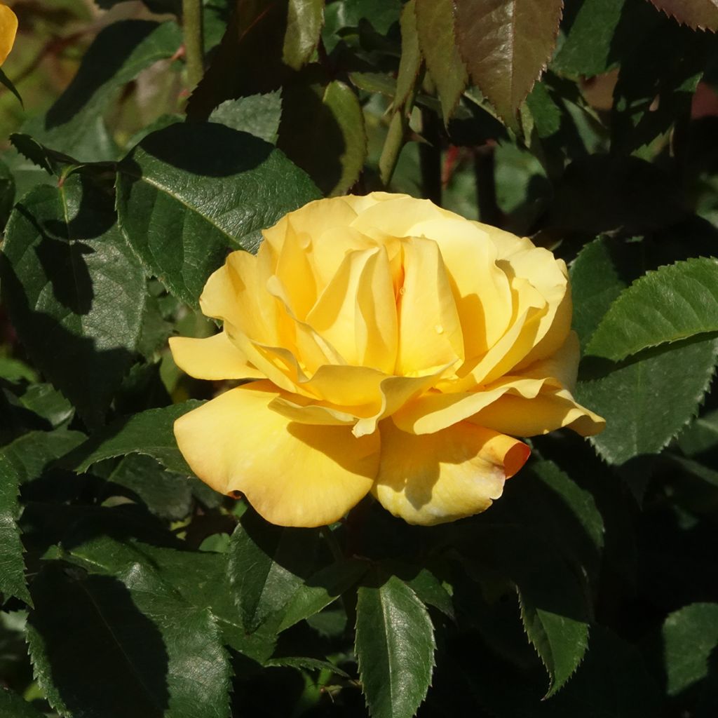 Rosa Sunny Sky - Edelrose