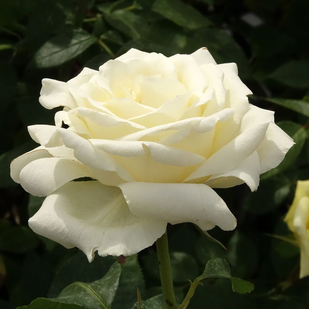 Rosa White Symphony - Edelrose