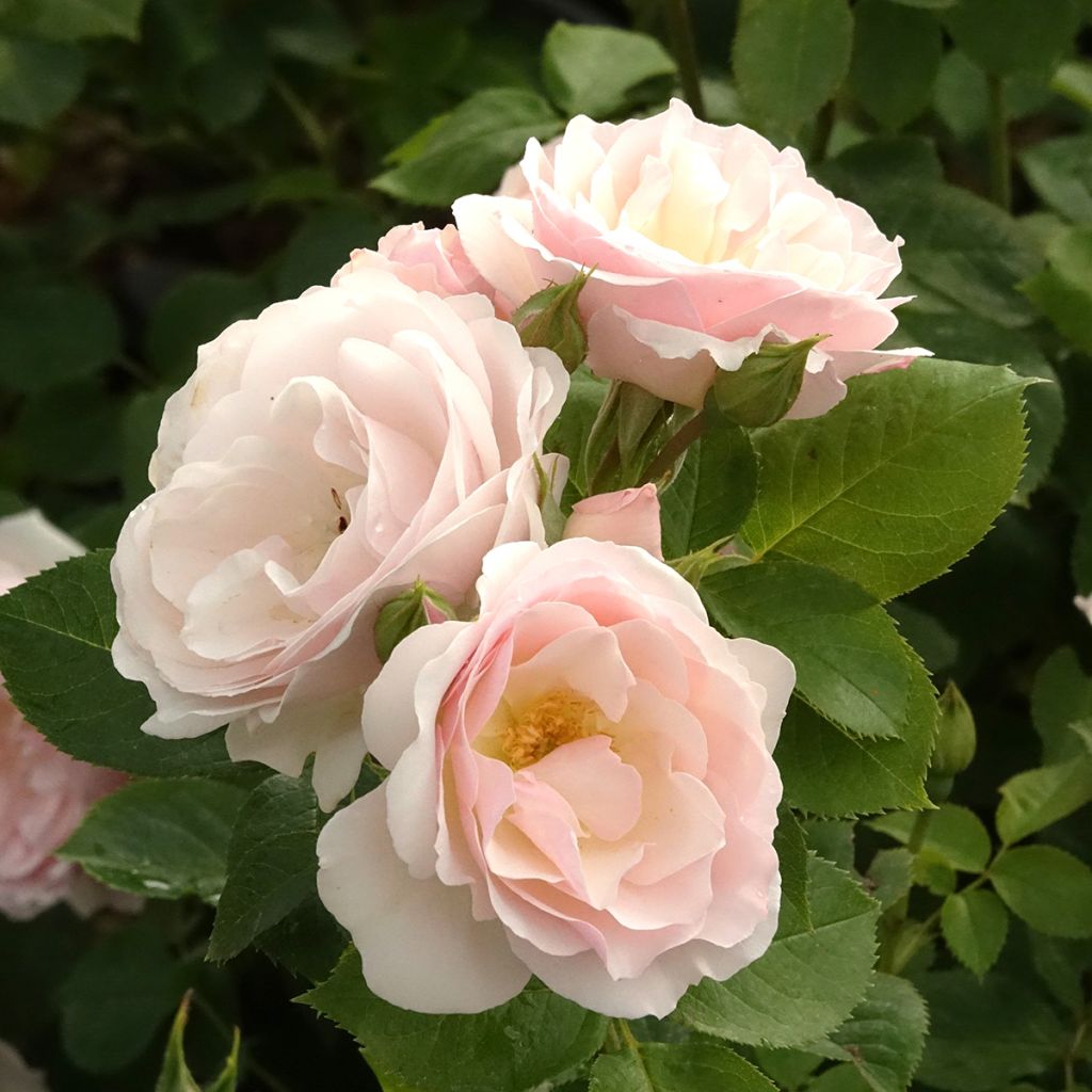 Rosa Pear - Beetrose