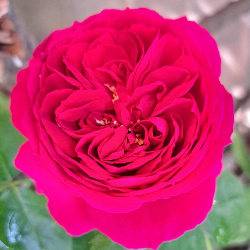 Rosa Sophie Luise - Buschrose