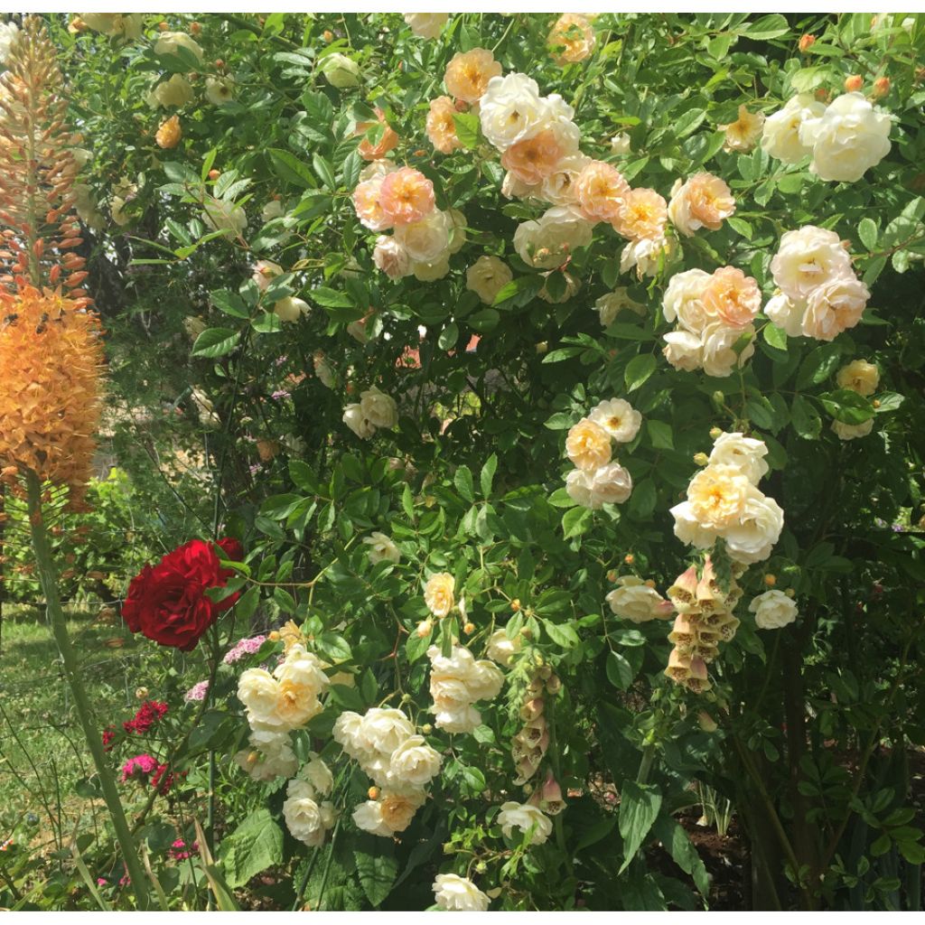 Rosa multiflora Ghislaine de Féligonde - Historische Rose