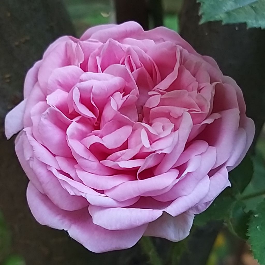 Rosa centifolia Salet - Historische Rose