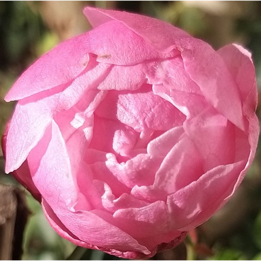Rosa chinensis Old Blush - Historische Rose