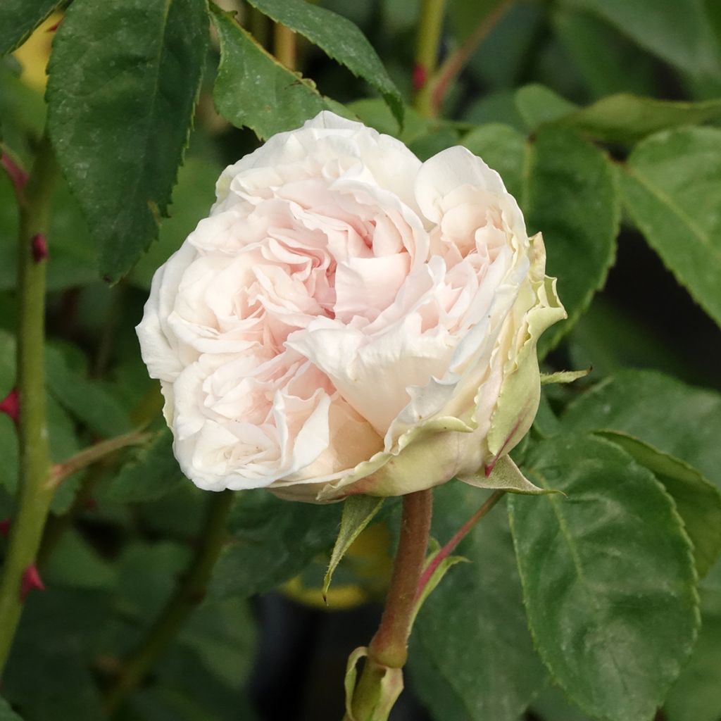 Rosa Souvenir de la Malmaison - Historische Rose