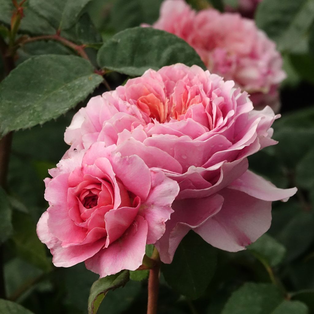Rosa Rosier buisson Eisvogel - Polyantha-Rose