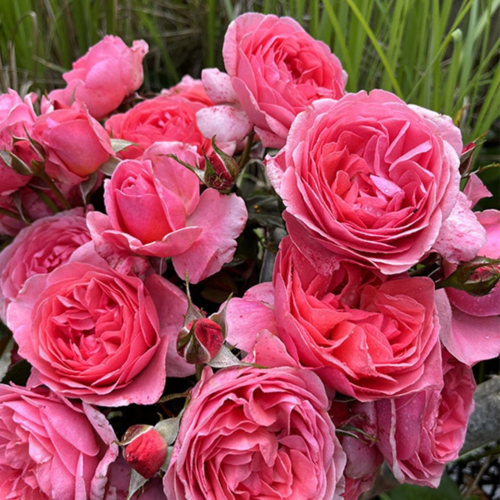 Rosa  Comtesse Liger-Belair - Beetrose