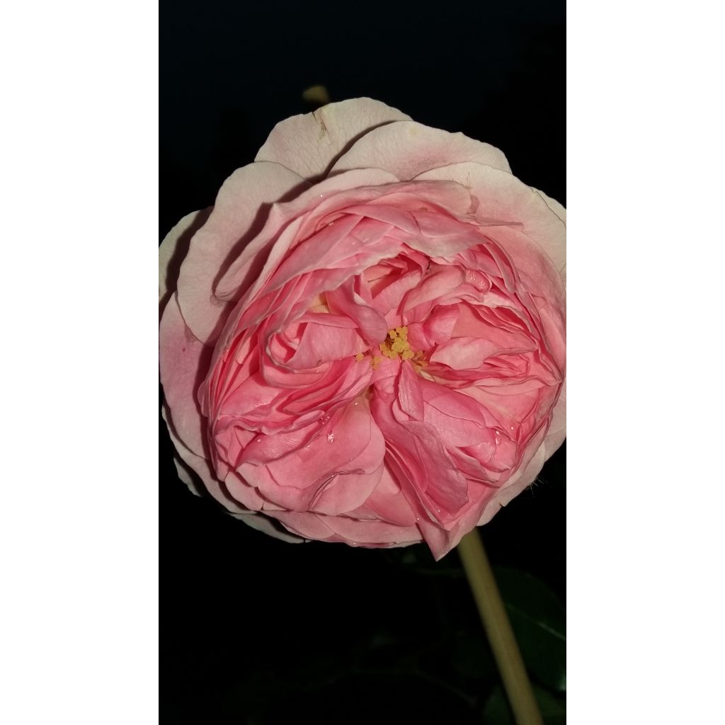 Rosa Urban Streetlight Larissa - Moderne Hybrid-Rose