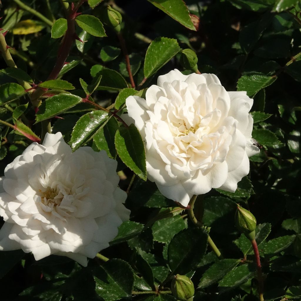Rosa Sea Foam - Bodendecker-Rose
